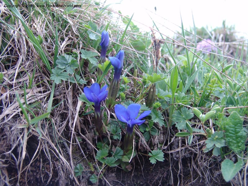 Gentiana angulosa--Georgia. Kazbeki . Trail-road to Sameba Church. 2 Jun 05. 494.jpg