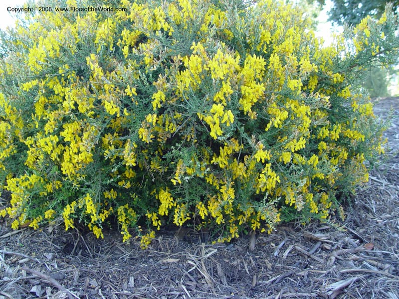 Genista canariensis--Spain. Barcelona Botanic Garden. 21 Apr 04.  088.jpg