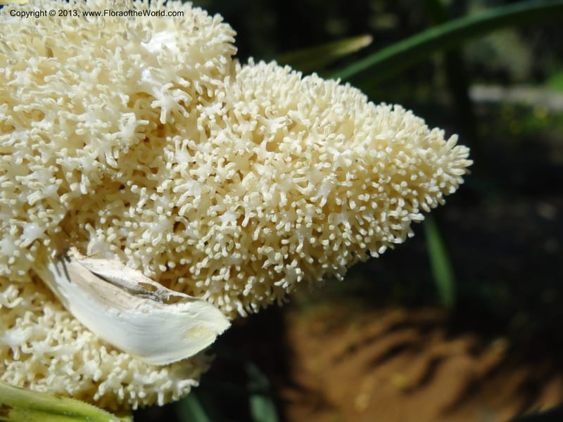Pandanus fusinus, Buerki, S 334--Malaysia. Sabah. Tahan Niaga Plantation. 8 Apr 2012. DSC07609 (79).JPG
