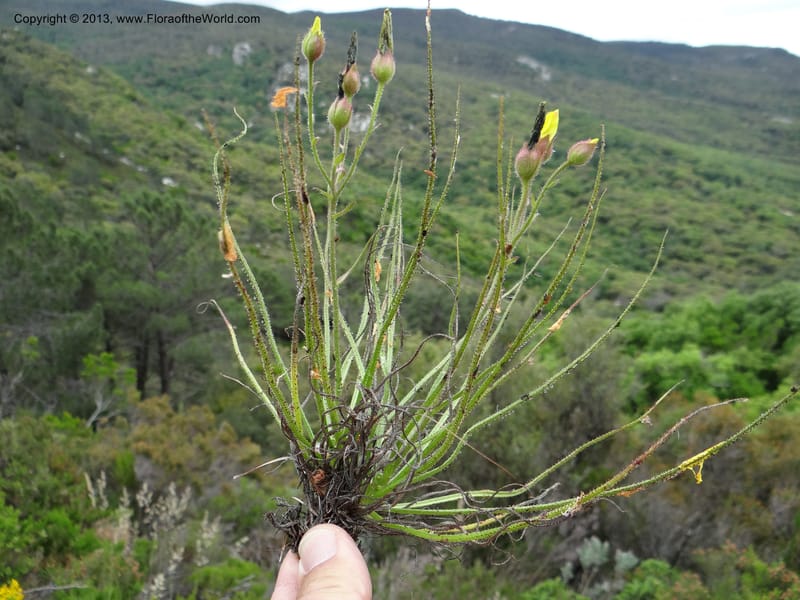 Drosophyllum lusitanicum, Davidson, C 12167--Spain. Andalucia. Parque Natural Alcornocales. 28 May 2013. DSC05381 (26).JPG