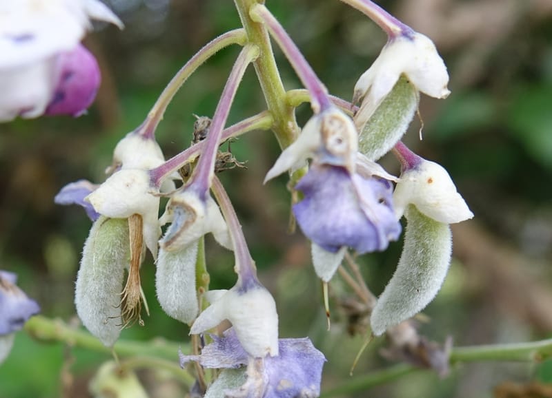 Callerya megasperma, Davidson, C 13335--Australia. Qld. Austinville Rd. 17 Oct 2016. DSC02741 (34).JPG