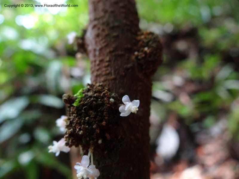 Lepisanthes ramiflora, Buerki 324--Malaysia, Sarawak. Bako Nat. Park. Lintang Trail. 30 Mar 2012.  NDSC06186 (167).JPG