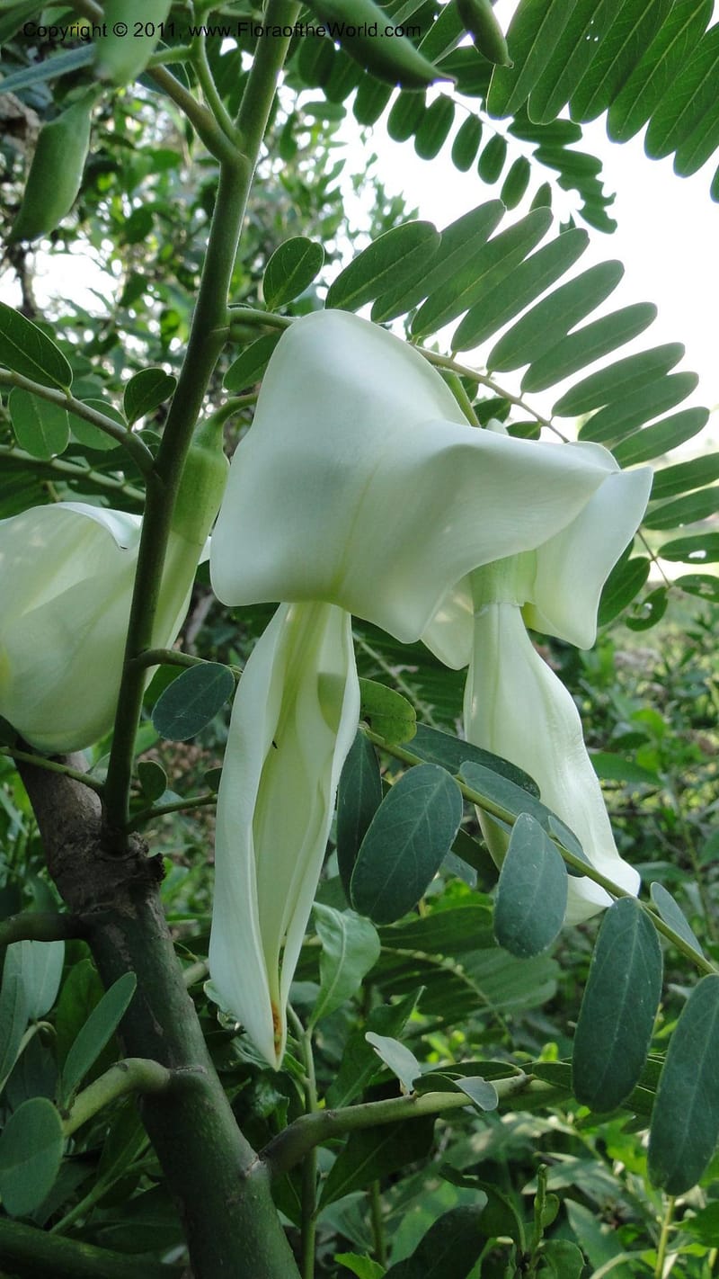 Sesbania grandiflora, Gereau--Tanzania. Univ. of Dar es Salaam. 9  May 2010 367 (14).jpg