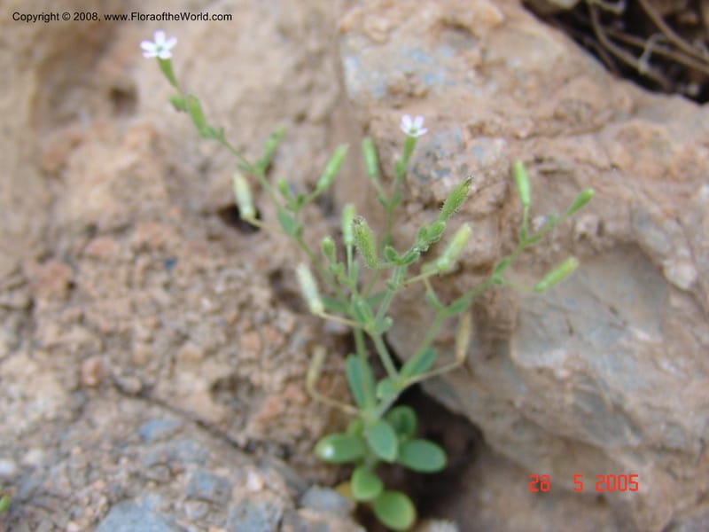 Silene sedoides--Crete. Phenix trail, W of Loutro. 28 May 05.  038.jpg