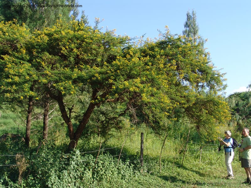 Acacia--Kenya. Homa Bay Distr. Koru. Kweissos House. 3 Jul 04.Kenya. Homa Bay Distr. Koru.. 2 Jul 04. 049.jpg