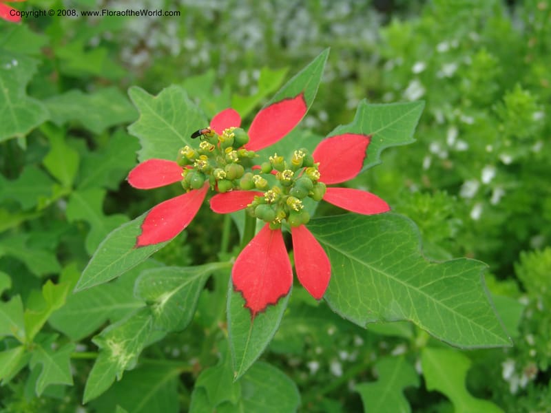 Euphorbia cyathophora--TX. Johnson Wildflower Center. 14 Jun 04. 003.jpg