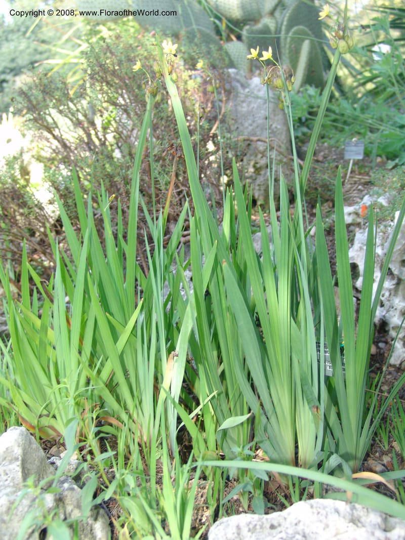 Sisyrinchium tinctorium--France. Paris. Jardin des Plantes. 4 Sep 07. 255.jpg