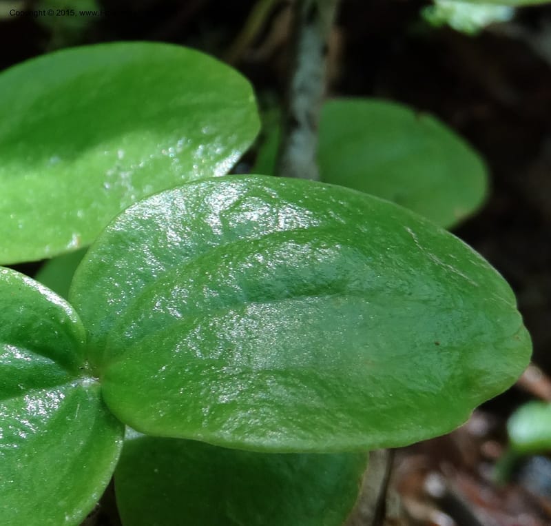 Diphylleia cymosa, Davidson, C 12981--North Carolina. Clay Co. Perry Gap Rd, Barnard's Cr. 13 May 2015. DSC04860 (189).JPG