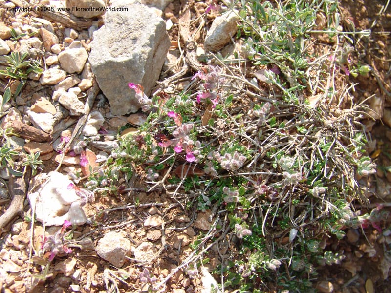 Teucrium divaricatum--Crete. Ep. Kydonia. Akrotiri. Trail Gouvernetos . 23 May 05. 015.jpg