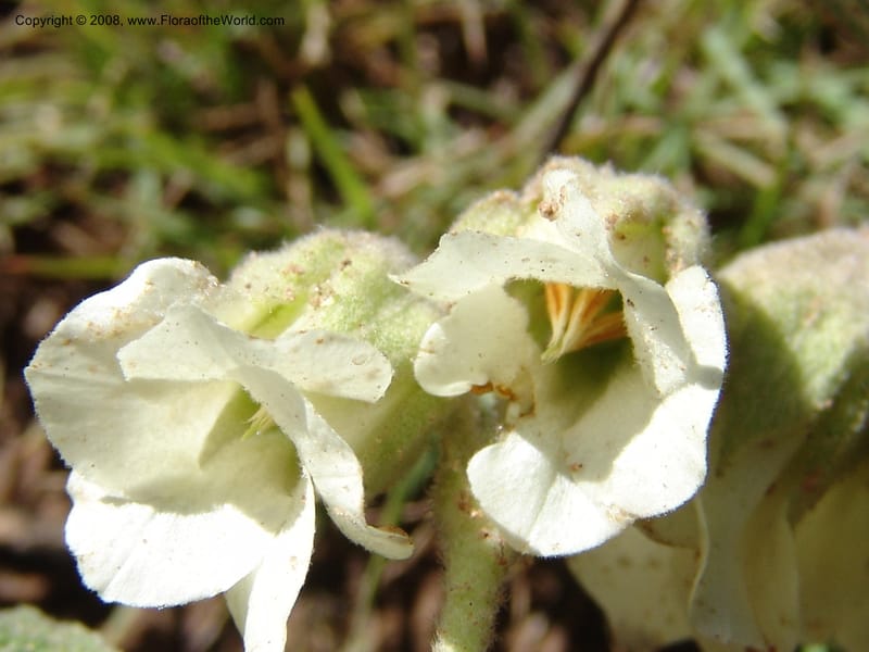 Hermannia geniculata--So.Africa. E. Cape. Moonstone Farm, Quanti Area, Stut. 8 Mch 05. 062.jpg
