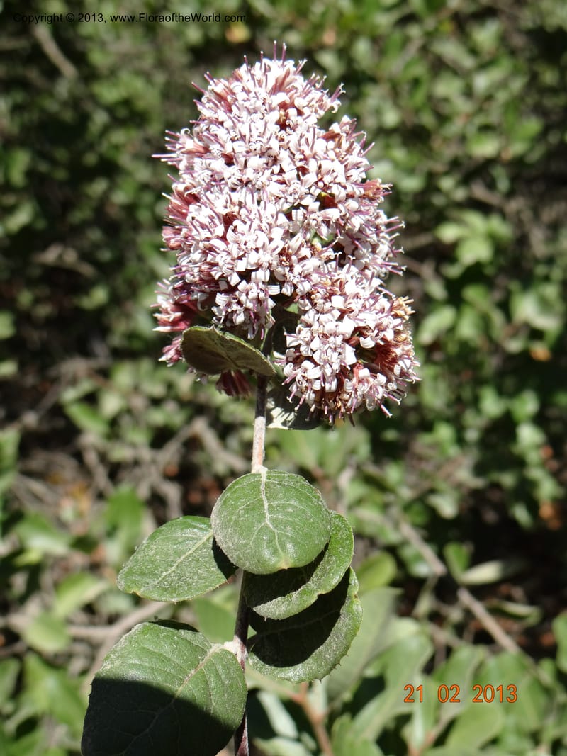 Proustia pyrifolia, W. D. Stevens 34170--Chile, E of San Clemente. 21 Feb 2013  9440 (24).JPG