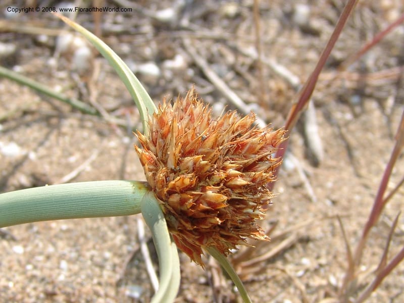 Cyperus capitatus--Spain. Prov. Almeria. Cabo de Gata.  Wildfl. Center. 23 Apr 05. 078.jpg