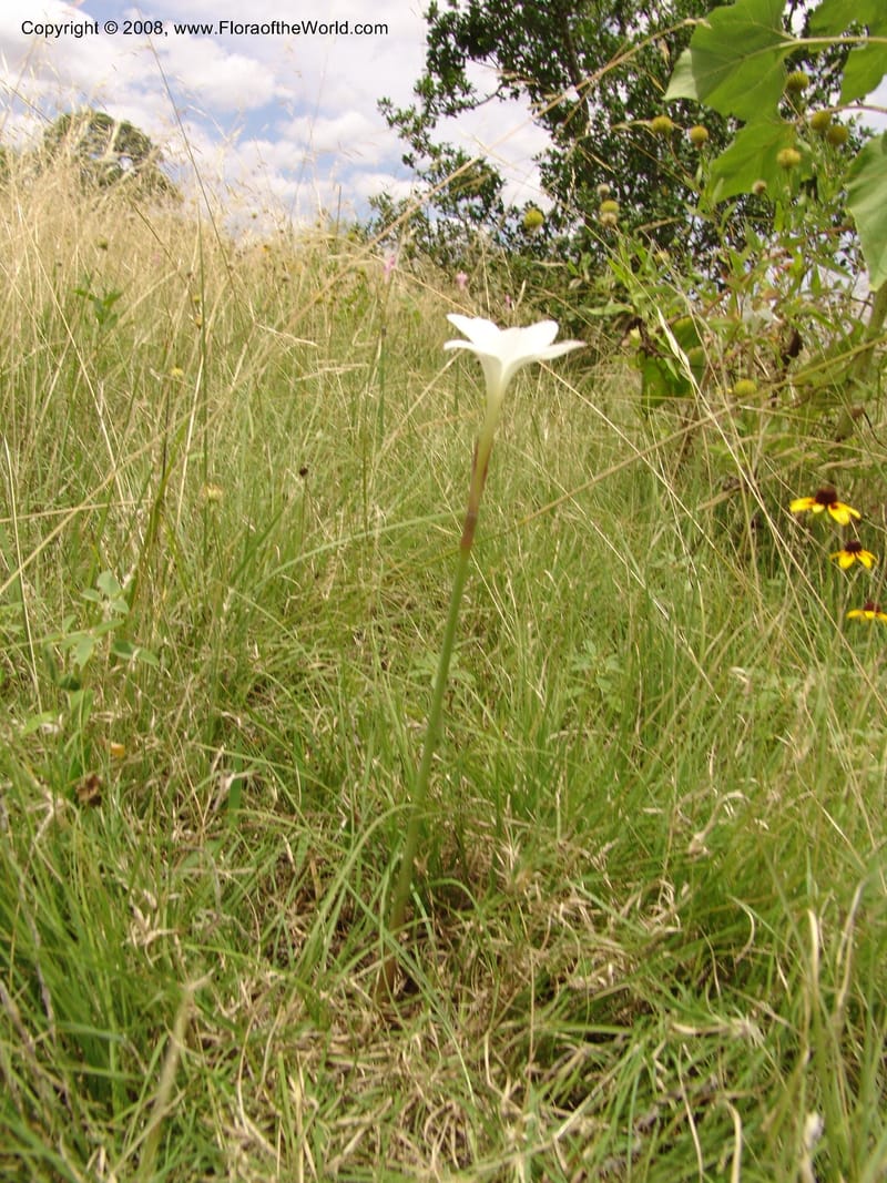 Cooperia pedunculata--TX. Johnson Wildflower Center. 13  Jun 04. 005.jpg