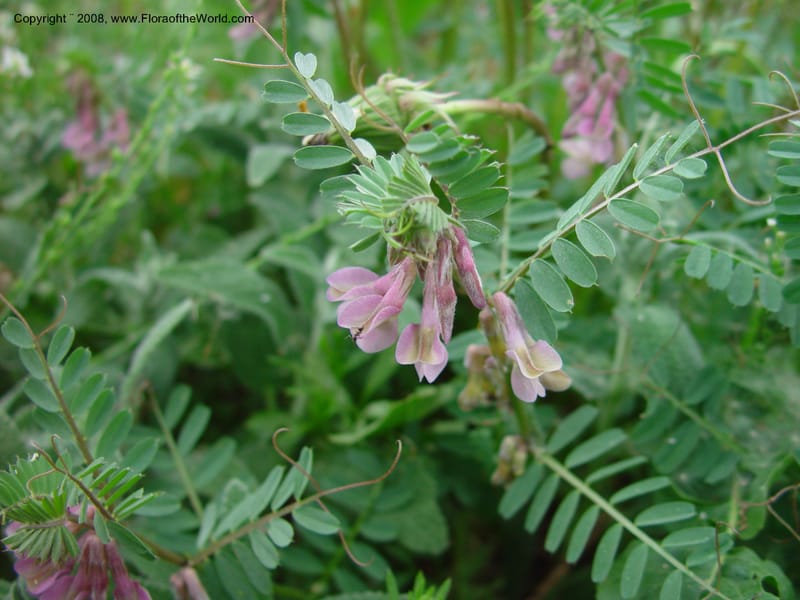 Vicia--Italy. Abruzzo. Parque Naz. Majella. Rd. no. 487. 8 May 03. 039.jpg