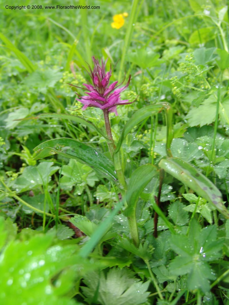 Dactylorhiza euxina--Georgia. 2 km S of Bakuriani, rd to Khrats'koros. 6 Jun 05. 030.jpg