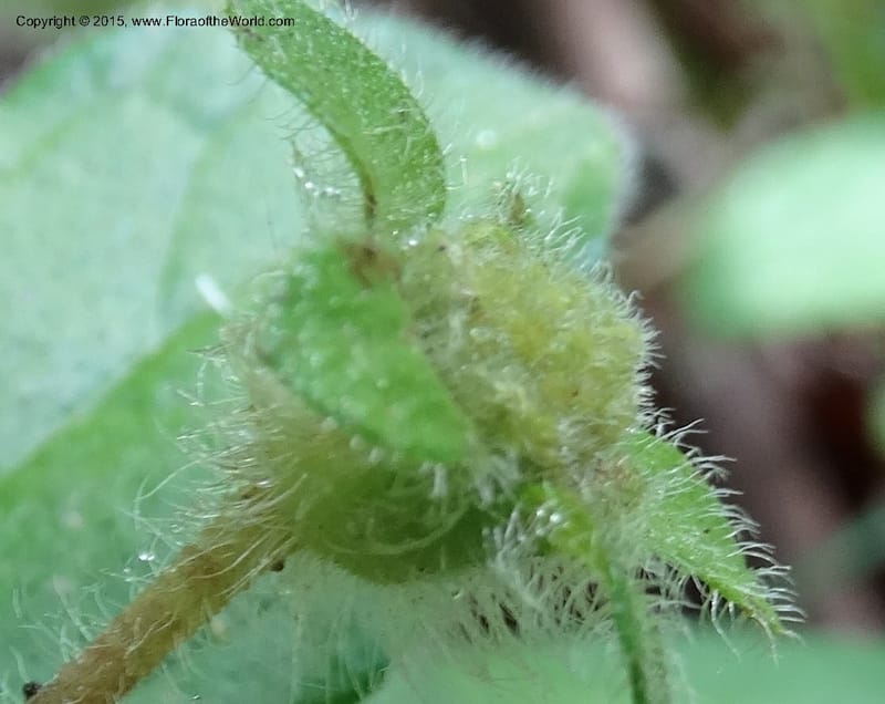 Chrysogonum virginianum, Davidson, C 13044--South Carolina. Oconee Co. Brasstown Cr. 19 May 2015. DSC06413 (18).JPG
