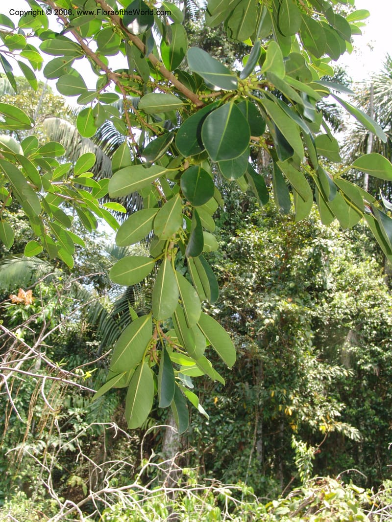 Ficus guianensis, AAraujoM3044--Bolivia.  Pq. Nal. Madidi. Margin of Laguna Chalalan. 23 Sep 06. 308.jpg