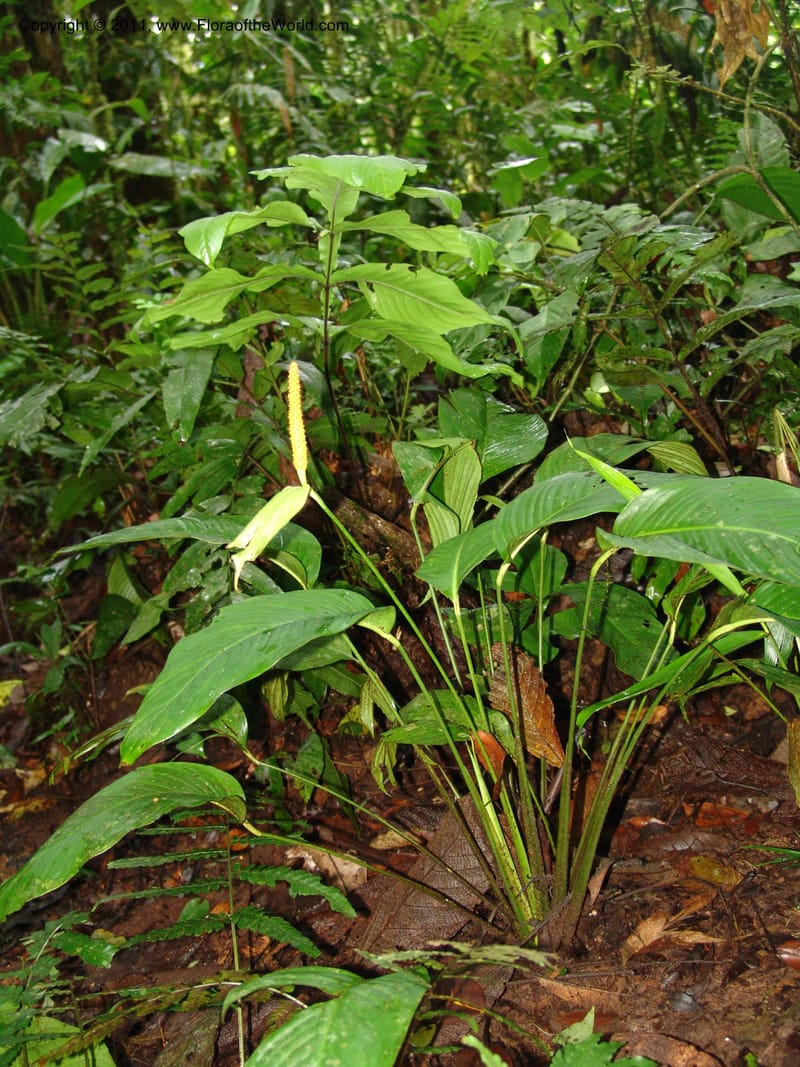 Spathiphyllum, RVasquez31588--Peru. Prov.  Oxa. Estac. Paujil. Camino  Pozo Tigre. 17 Oct 06. 363.jpg