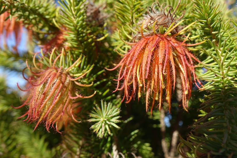 Darwinia, Davidson, C 13419A--Australia. W.A. Tootbardie Rd.-Coorow Rd. 23 Oct 2016. DSC04758 (37).JPG