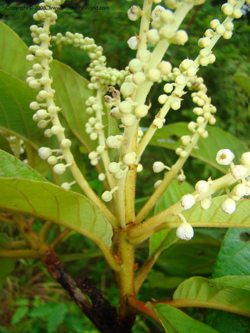 Clethra mexicana, RAguilar11192--Costa Rica. Puntar. Osa. Los Mogos. 17 Apr 08. 449.jpg