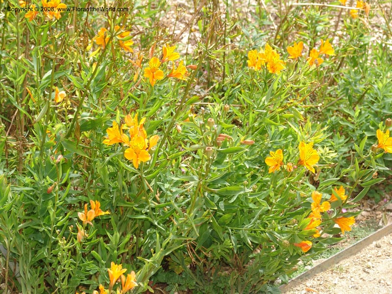 Alstroemeria aurantiaca, s.n.--CA. San Francisco Arboretum. 9 Aug 07. 575.jpg
