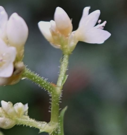 Polygonum chinense, Tseng Yu-Hsin 1336--Taiwan. Xitou Nature Education Area. Giant Tree Logging Rd. 22 May 2016. DSC03924 (59).JPG