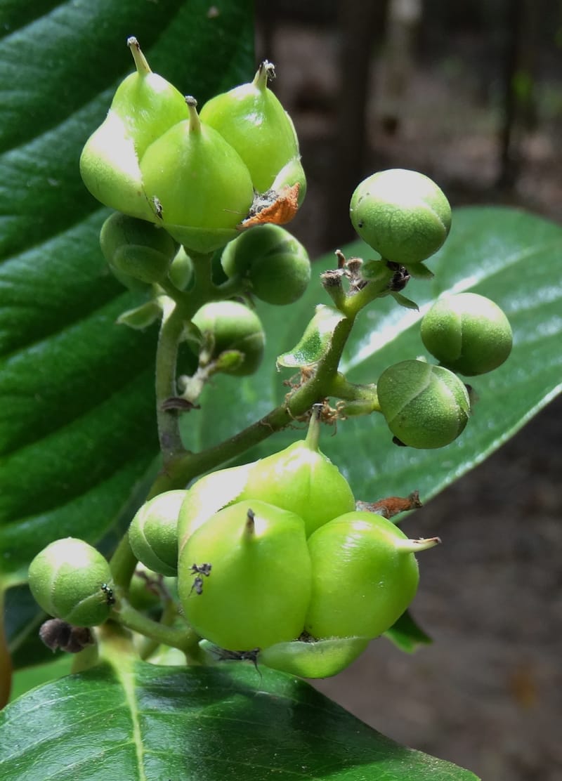 Tetracera billardieri, Lowry, P 7392--New Caledonia. Nehoue Forest. 17 Nov 2015. DSC03041 (356).JPG