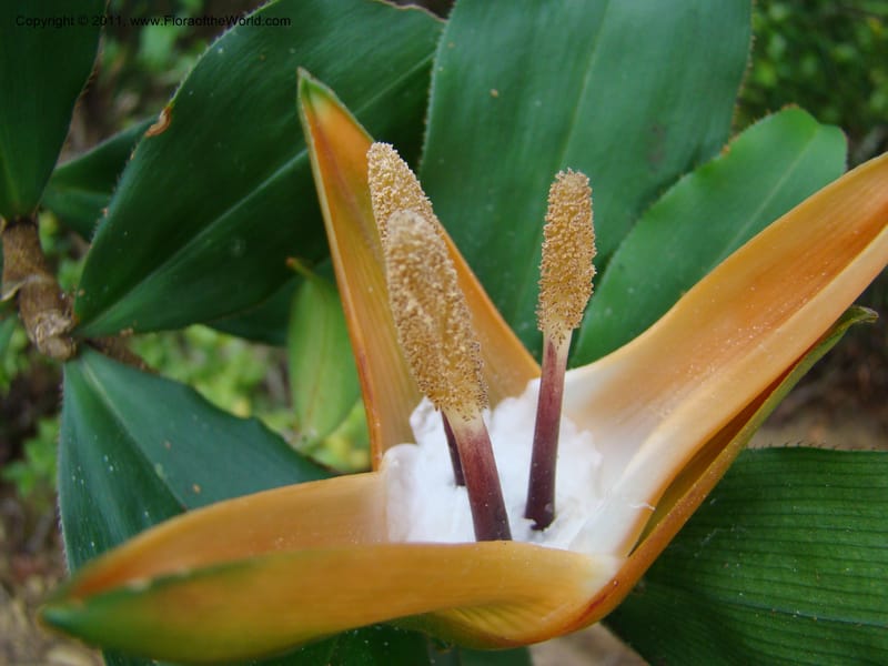 Freycinetia, Munzinger, J 4869--New Caledonia,  Dogny, 19 Nov 2007, 68 (3).jpg