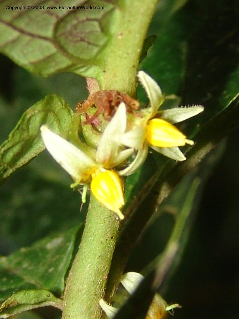 Solanum, RVasquez33035--Peru. Pillcopata. Qbda Sachavacayoc. 29 Oct 07. 177.jpg