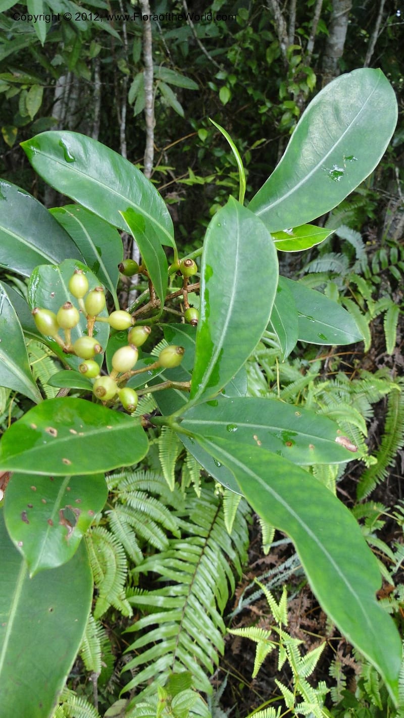 Chassalia acutiflora, A. Ramahefaharivelo 165--Madagascar. Ambolotara. Ambodini, Vatovavy. 3 May 2010. 009 (11).jpg