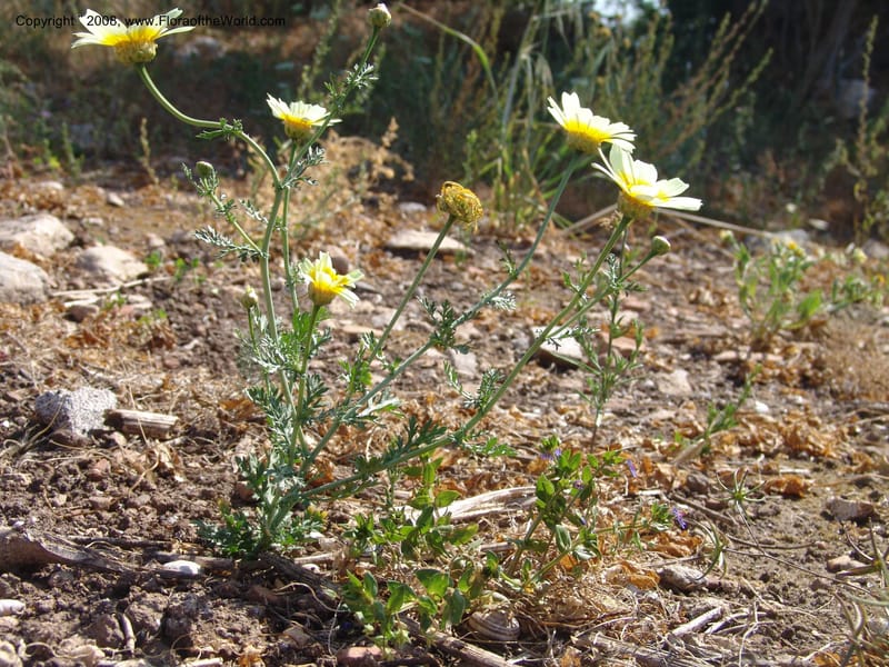 Glebionis (Chrysanthemum) coronaria v. discolor--Crete. Ep. Apokoronos. Aptera. 23 May 05. 041.jpg