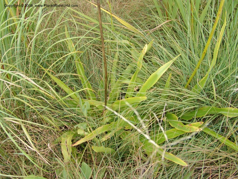 Chlorophytum crookianum--So.Africa. KZN. Midl. Meand. Granny Mouse. 13 Mch 05. 066.jpg