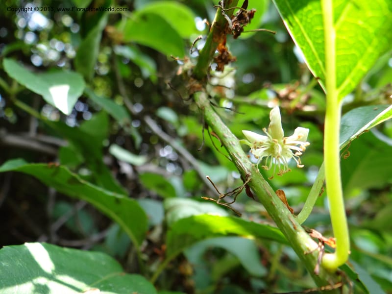 Actinidia callosa var. discolor, Li Pan 1205270--China. Zhejiang Prov. Shunxi Village. 28 May 2012. DSC00347 (105).JPG