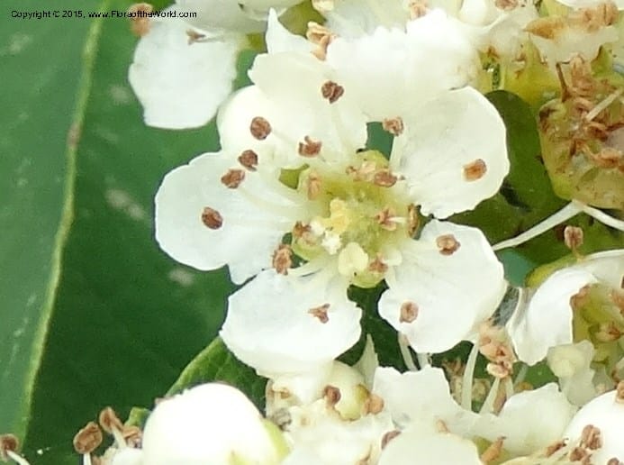 Sorbus aucuparia, Davidson, C 12484--Georgia (Caucasus). Koslitavi, branch of Merisi Gorge. 11 Jun 2014. DSC08456 (37).JPG