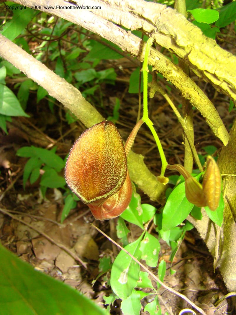 Aristolochia maxima, NMartinezM2422--MX. Chiapas. Jiquipilas. Cerro el Campanario. 14 Sep 08. 067.jpg