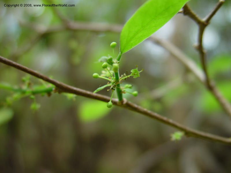 Erythroxylum havanense--Costa Rica. Palo Verde Biol. Sta. 1 Apr 03. 059.jpg