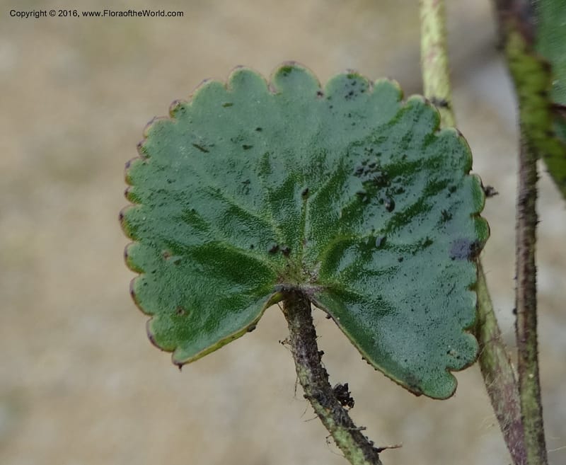 Ranunculus, Ulloa, C 2536--Ecuador. P. N. Cajas. Tres Cruces. 28 Apr 2015. DSC03499 (183).JPG