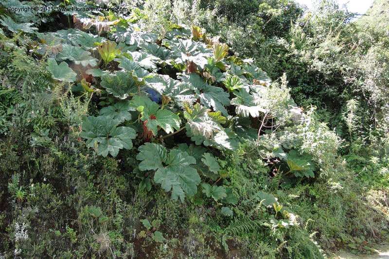 Gunnera brephogea, Ulloa 2180--Ecuador. Pichincha. Reserva Yanacocha. 11 Jun 2011. 311 (3).jpg