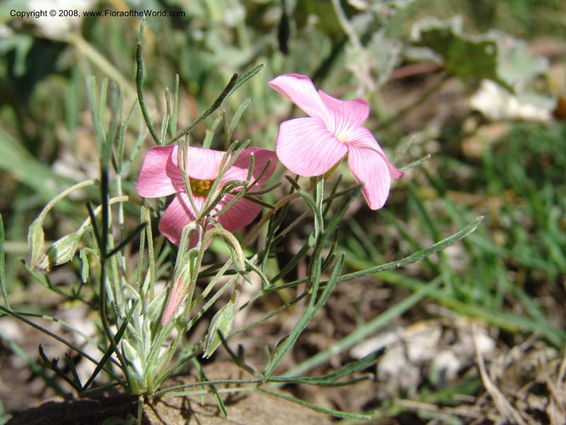 Oxalis bifurca--So.Africa. E. Cape. Moonstone Farm, Quanti Area, Stut. 8 Mch 05. 010.jpg