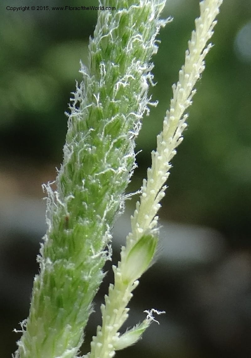 Alopecurus aequalis, Davidson, C 12610--Idaho. Valley Co. Payette Lake. Sylvan Cr. 20 Jul 2014. DSC00669 (127).JPG