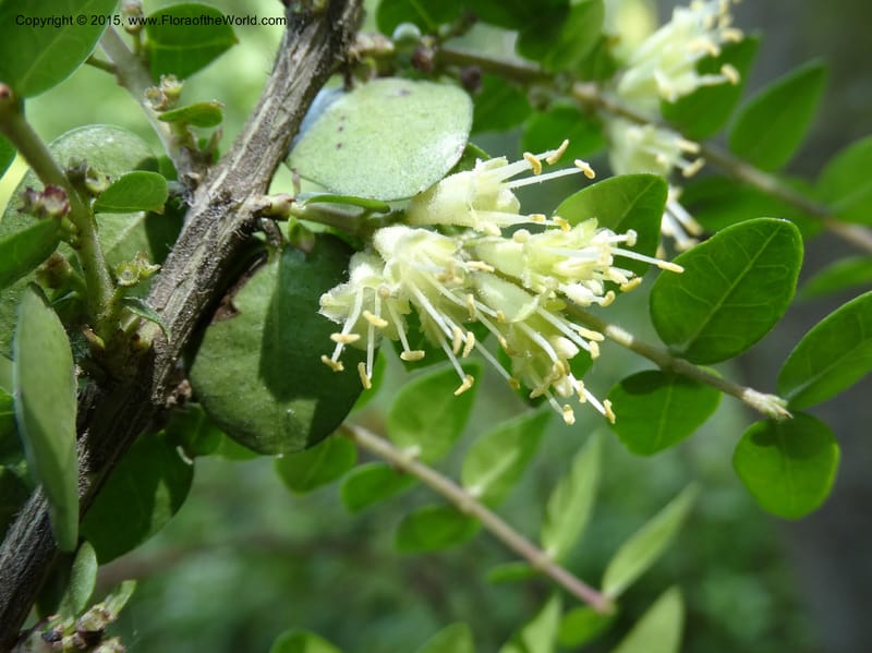 Lonicera, Boufford, D 43595--China. Sichuan. Tudiling Tunnel. 6 May 2014. DSC03860 (57).JPG