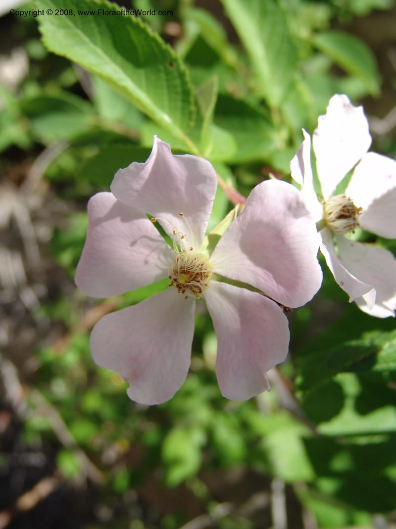 Rosa setigera--TX. Johnson Wildflower Center. 13 Jun 04. 568.jpg