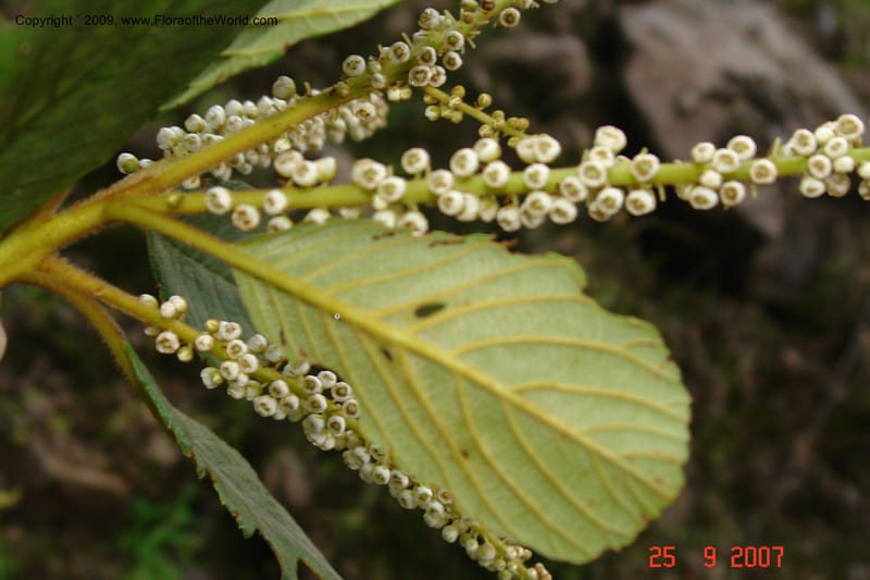 Clethra, D. Neill 16019--Ecuador.Prov.ZamoraC.ResTapichalaca-roadside 25 Sep 2007 172 (8).jpg