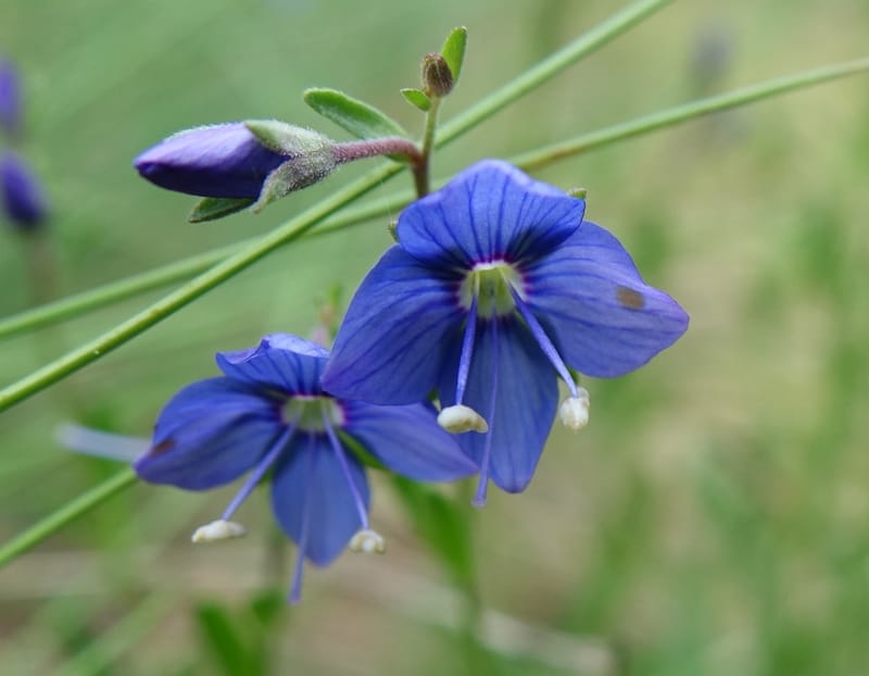 Veronica fruticans, Davidson, C 13254--Switzerland. Oberwald. Chapel St. Nikolas. 2 Jul 2016. DSC07728 (450).JPG
