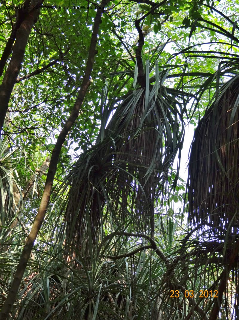 Pandanus odorifer, Not collected--Singapore, Pulau Ubin, 23 Mar 2012  DSC04352 (4).JPG