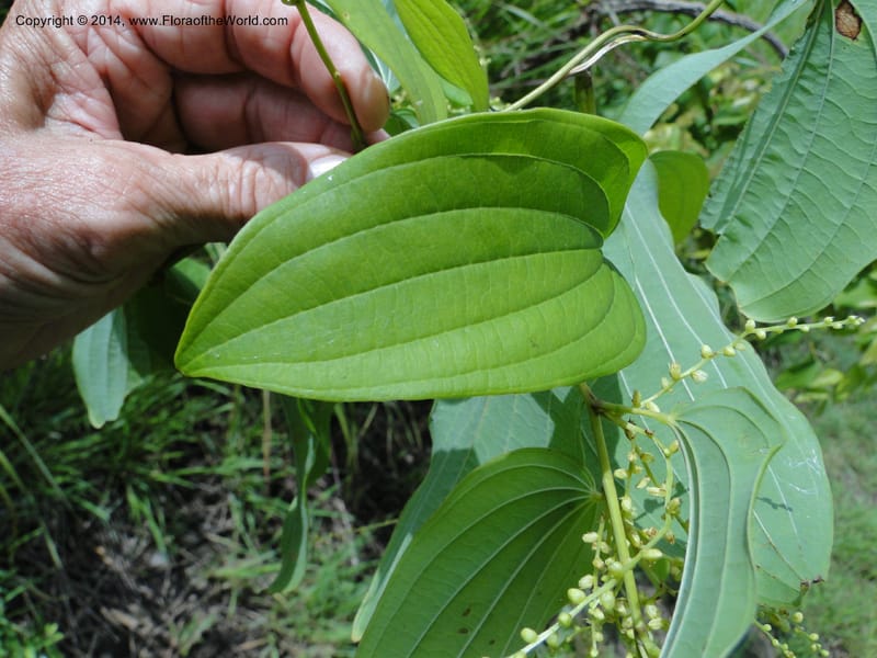 Dioscorea, Stevens,  W. D 31168, Garay Cue, 19 Mar 2011 2366 (16).JPG