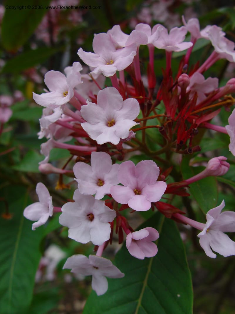 Luculia gratissima. 54.1342--CA. UC Berkeley Bot. Gard. 11 Feb 03. 033.jpg