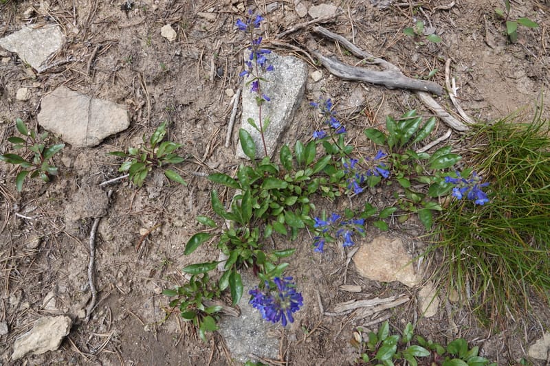 Penstemon albertinus, C. Davidson 13840--ID. Shoshone Co. Freezeout Rd. FR 301. 10 Jul 2018. DSC06582 (283).JPG