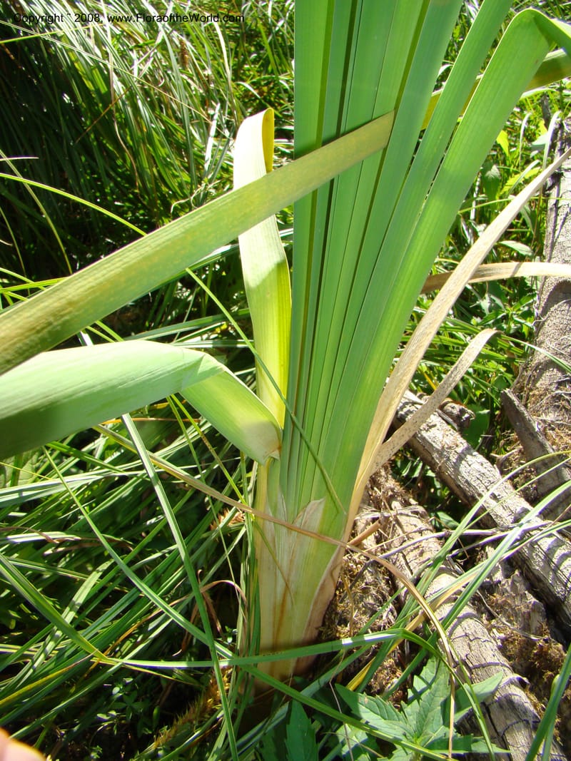 Typha latifolia, CDavidson11316--ID. Valley Co. Ponderosa State Park, Payette Lake. 6 Sep 08. 072.jpg