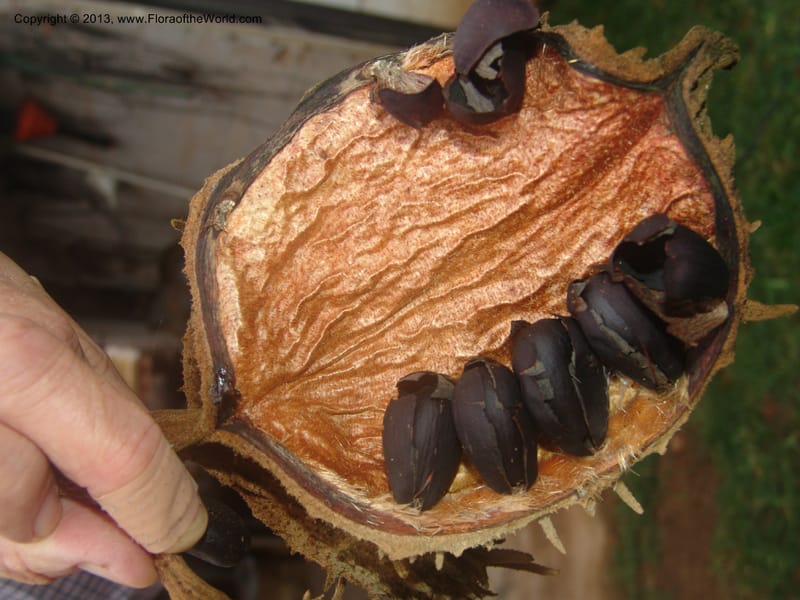 Sterculia murex--So.Africa. Mpumal. Karino. Whyte Thorne. 14 Mch 05. 165.jpg